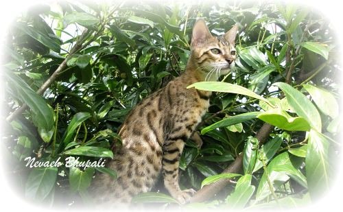 Bengal kittens for sale, Bengal cat Breeders Wiltshire, pets 4 homes